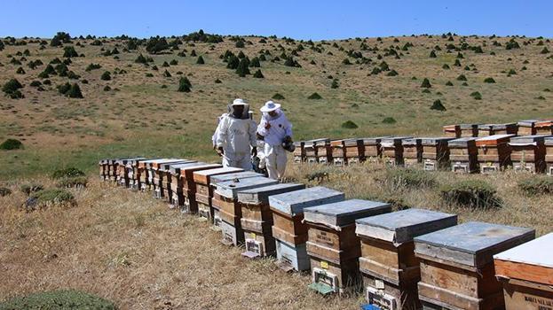 Toroslar’ın 2 bin metredeki altın mirası: Mersin'de ödüllü bal hasadı başladı!