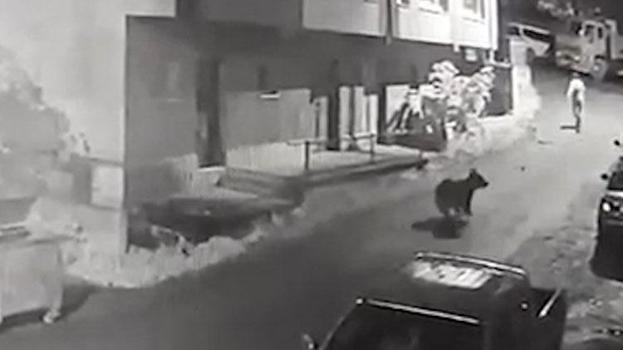 Çamlıhemşin’de vatandaşı ayı kovaladı, o anlar kameraya yansıdı
