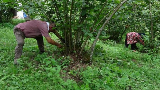 Giresun'da fındık üreticileri hasat hazırlığına başladı