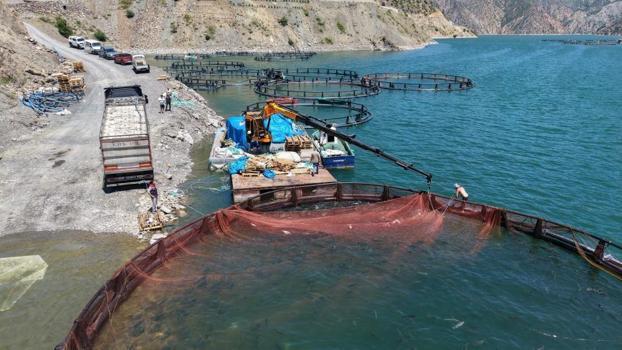 Çoruh Havzası'nda üretiliyor, dünya sofralarına gidiyor