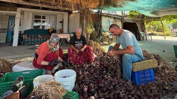 Balıkesir'in coğrafi işaretli lezzetinde hasat bitti! Erken dikim rekolteyi vurdu ama lezzeti değişmedi: Fiyatı ve rekoltesi belli oldu