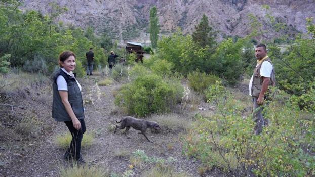 Köpekler buluyor, onlar satıyor! Yurt dışında 6000 euroya alıyorlar