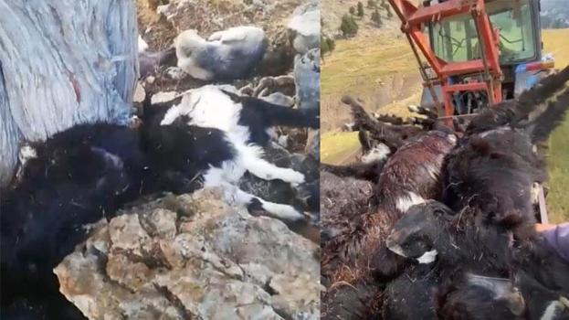 Eğirdir'de yıldırımın isabet ettiği sürüde 50 keçi telef oldu