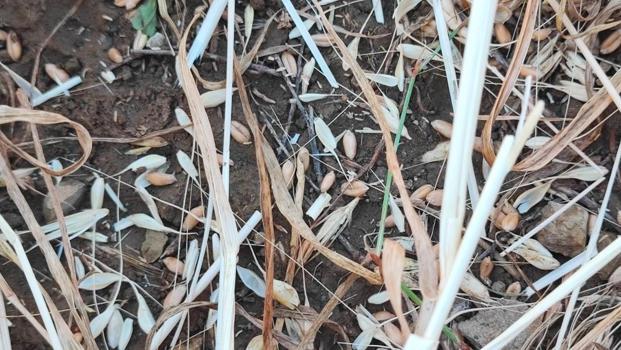 Yozgat'ta ürünü bu yıl dolu biçti: Zarar yüzde 100'e ulaştı
