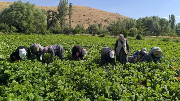 Afyonkarahisar'da hasat başladı! Türkiye'nin 81 iline gönderiliyor: Tarlada kilosu 60 TL'yi buldu