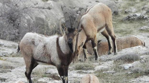 Muğla'da 11 yaban keçisinin avlanması için ihale yapılacak! Tarihler belli oldu