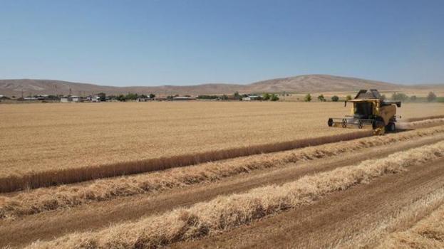 Konya Ovası'nda rekor hasat! Buğday ve arpada rekolte beklentiyi aştı