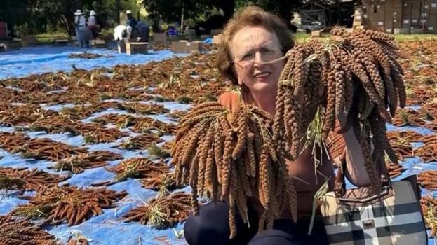 Osmaniye'de ilk kez deneme amaçlı ekildi! Tarlada kilosu 4 dolardan satılıyor: Avrupa ve Orta Doğu peşine düştü