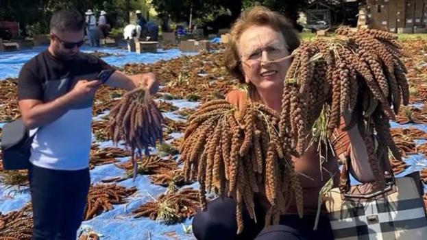 Osmaniye'de ilk kez deneme amaçlı ekildi! Tarlada kilosu 4 dolardan satılıyor: Avrupa ve Orta Doğu peşine düştü