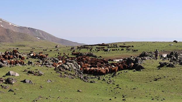 Yağışlar bereket getirdi! Ağrı Dağı eteklerindeki yaylalarda sevindiren değişim
