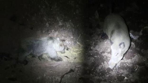 Gece kamerasında ayı ve domuz aynı anda görüntülendi