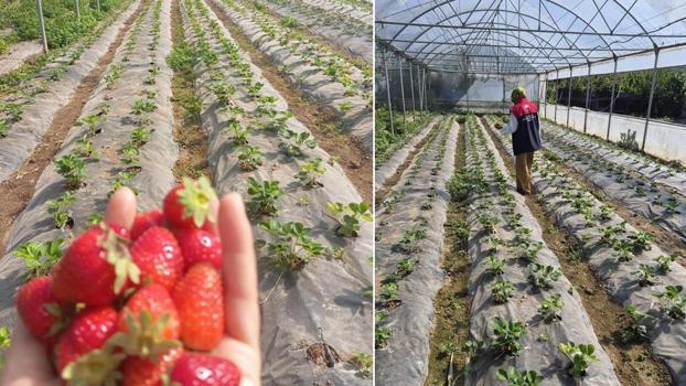 Düzce'de tarıma dev destek: Kaynaşlı'da yaban mersini ve ahududu bahçeleri mercek altında!