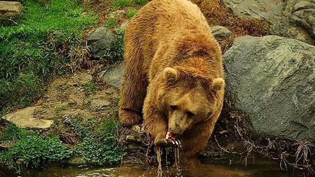 Karadeniz ve Doğu Anadolu'da ayı alarmı: Açlıktan değil, popülasyon artışından iniyorlar!