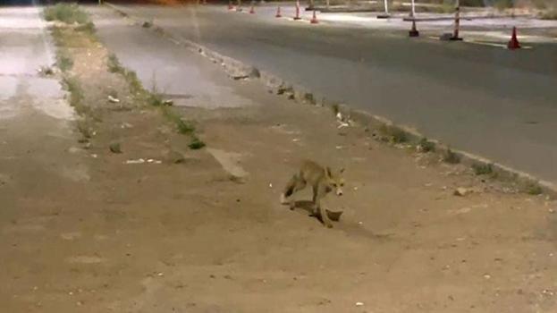 Kokoreçcinin müdavimi tilki, bazen orada yiyor bazen de 'paket yaptırıyor'