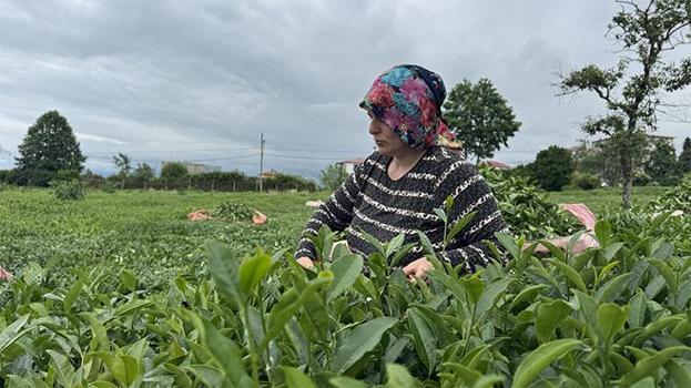 2. Sürgünde rekor alım! ÇAYKUR fabrikalarından dev rakam geldi