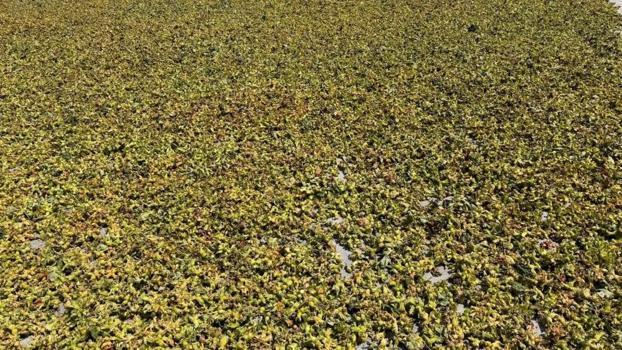 Alaplı'da fındıkta kurutma mesaisi başladı: Gözler TMO’nun açıklayacağı alım fiyatında!