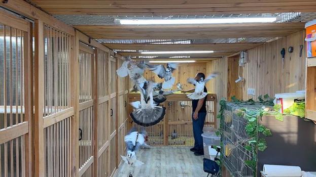 Otomobilini takas etmek isteyenler var! Tanesi 400 Bin TL'lik güvercinlere klimalı ve su arıtmalı özel yaşam alanı kurdu