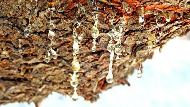 Dünyada sadece iki yerde yetişiyor! Bir damlası bile çok değerli: Çeşme'de hasat başladı