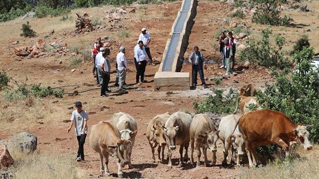 Siirt meralarında dev yatırım: Altyapı değişti, yaylada kalma süresi 5 katına çıktı!