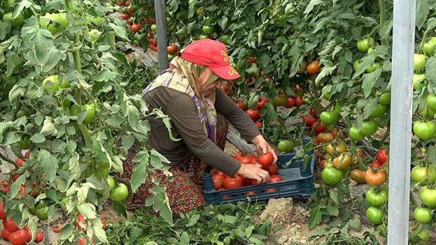 19 yıl önce deneme amaçlı dikilmişti, Şimdi dünyaya ihraç ediliyor! Dekar başına 15 ton verim veriyor, Avrupa ve Orta Doğu bu ürünün peşinde