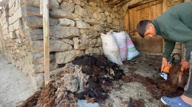 Kavurucu sıcaklar küçükbaş hayvanlarda kırkım mesaisini başlattı