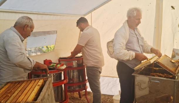 Bal hasadı başladı! Rekolte düşük çıktı