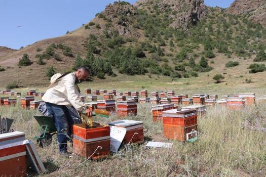 Kendine has aroması var, gezgin arıcıların kıymetlisi oldu: 250 kovan arısıyla 3 ton tamamen doğal Oltu balı üretecek!