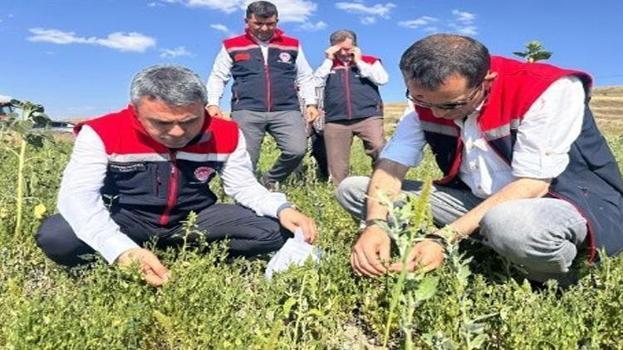 Erzurum'da atıl araziler üretime kazandırılıyor! Bakliyat üretiminde yeni dönem başladı