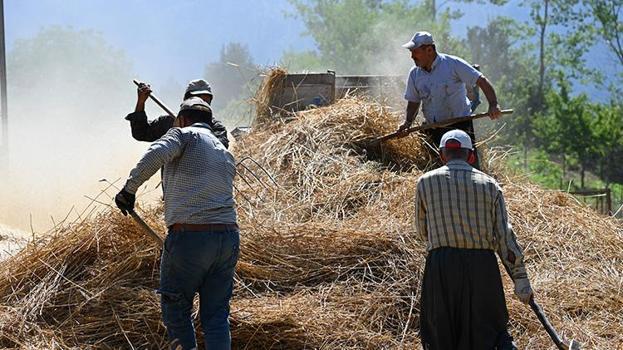 Bu tarlalara biçerdöver giremiyor! Çiftçiler imece usulüyle hasat yapıyor
