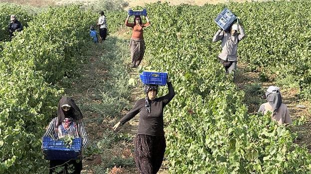 Rekolte yüksek fiyat dibe vurdu: Bağda 10 lira, market ve pazarda 100 lira! Üretici değil aracı kazanıyor
