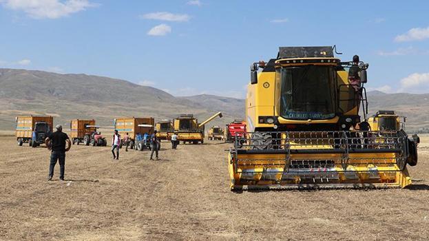 7 biçerdöverle dev mesai başladı: Ağrı Ovası'nda yağışlar rekolteyi tavan yaptırdı!