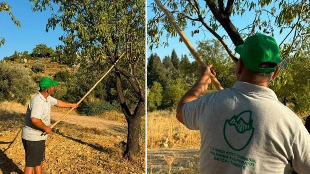 Datça’da coğrafi işaretli badem hasadı başladı: Kilosu 2 bin liraya ulaştı ama üreticiyi düşündüren bir tehlike var!