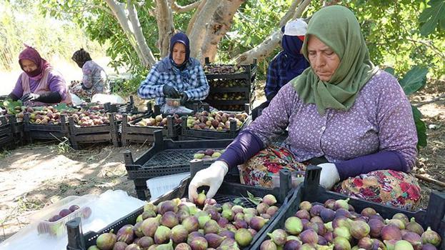 Balıkesir'in coğrafi işaretli lezzetinde hasat başladı: 24 saat geçmeden sofralarda