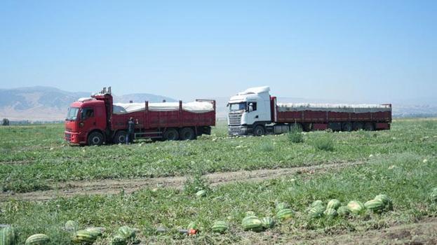 Türkiye'nin önemli tarım üretim merkezi Muş Ovası'nda karpuz hasadı başladı: 2,1 milyar liralık gelir hedefleniyor