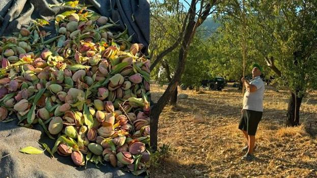 Coğrafi işaretli üründe hasat başladı! Kilogramı 2 bin TL'den satılıyor