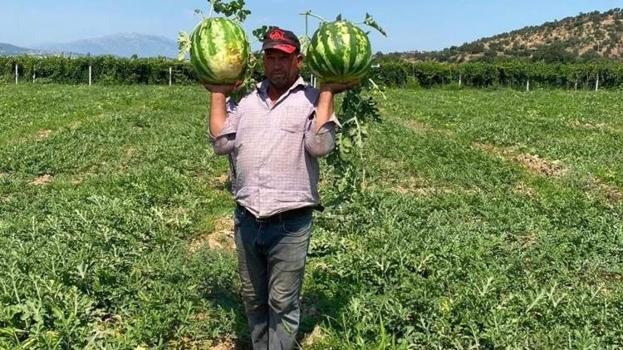 Tarlada verilen fiyatı duyunca vazgeçti! Manisalı çiftçi çözümü pazarda buldu