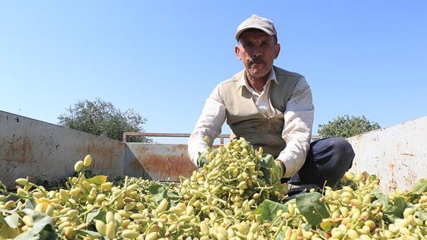 Kilis'te 40 derece sıcakta fıstık mesaisi başladı! Sabah güneş doğmadan tarlaya giriyorlar: Fiyatlar çiftçinin yüzünü güldürdü