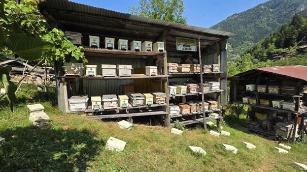 Macahel balında hasat heyecanı! İlk sağım yapıldı, gözler bu yılki rekoltede