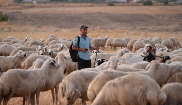 Kırıkkale'de 350 küçükbaş hayvan hırsızlığında şok detay: Kendini iple bağlatan çoban planı deşifre oldu
