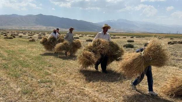 Yüksekova'da çiftçilerin buğday hasadı sabahın ilk ışıklarından gün batımına kadar sürdürüyor