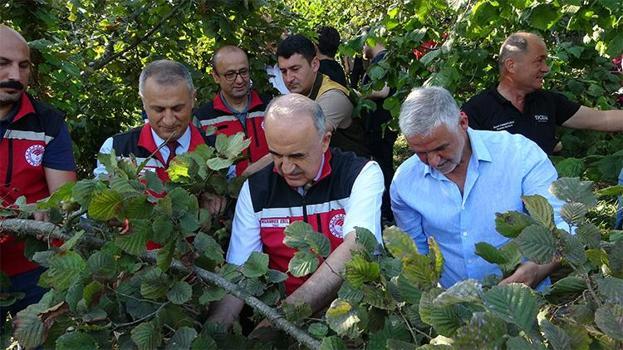 Ordu'da yeşil altın sezonu resmen açıldı!