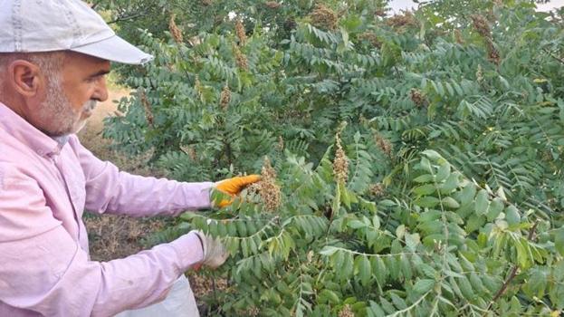 Ekmiyorlar, doğada kendiliğinden yetişiyor! Elazığ’da kilosu 350 liraya ulaştı: Kapış kapış gidiyor
