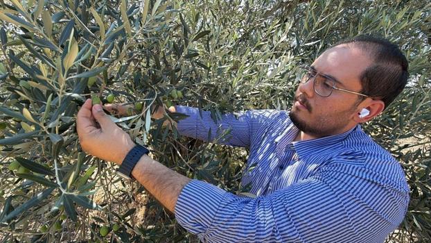 ABD'nin gümrük vergisi hamlesi zeytinyağı sektörünü vuracak