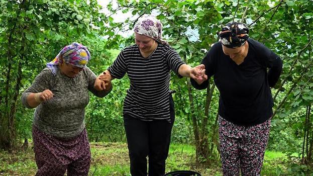 Karadeniz'de horonlu fındık hasadı başladı! İşçilerin yevmiyesi belli oldu