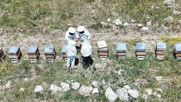 Süzme altın için geri sayım: Erzincan yaylalarında hasat heyecanı