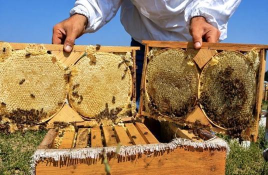 Ağrı'da 357 ton ürün alındı, karar sonra verildi: Geven Balı için iki adım atılacak