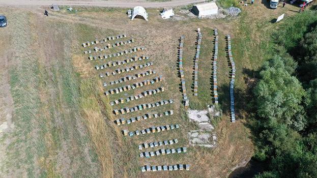 357 ton rekorla hasat sezonu başladı: Ağrı'da geven ve boğa dikeni bereketi! Kilosu altın değerinde