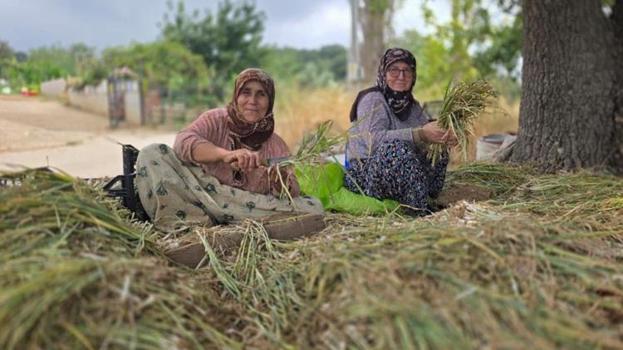 Ocak ayında ekildi, şimdi yeniden toprakla buluşuyor! Bandırma’da hasat öncesi kritik mesai