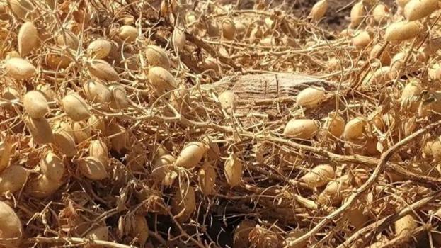 Üreticilere yüzde 75 hibe desteğiyle dağıtılmıştı! Elazığ'da hasat başladı