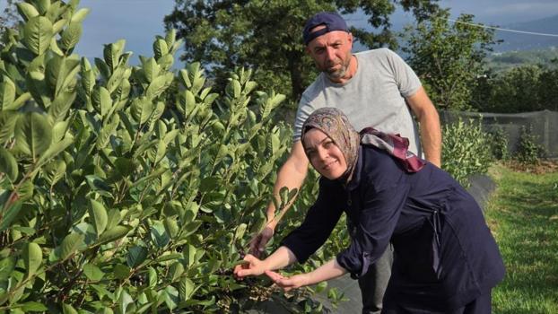 Sakarya'da tarlası olan paraya para demeyecek! Hasadı başladı, kilogramı 400 TL'den satılıyor!